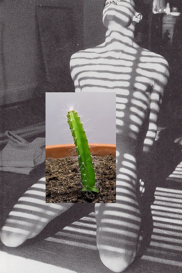 Maayan Sophia Weisstub, Cactus, (edition of 10) 20 4