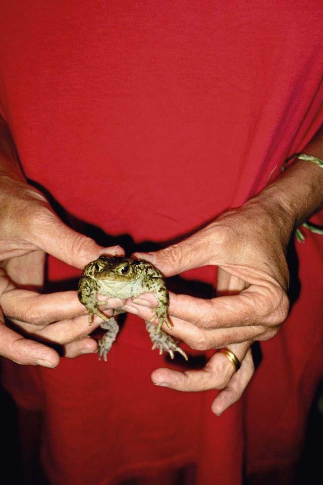 Mary McCartney, “Gently Holding Frog” (1995) 1