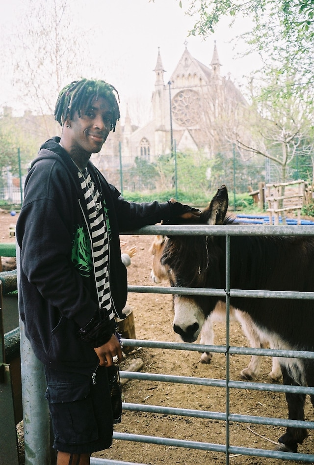 Deijuvhs donkeys 2