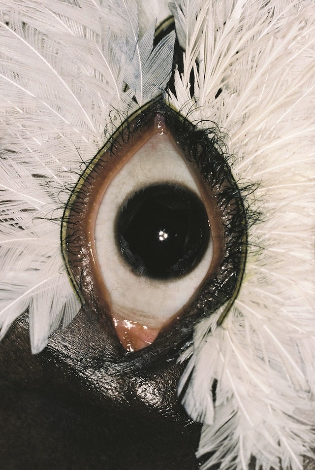 Carlijn Jacobs, Eyes (2023) 9