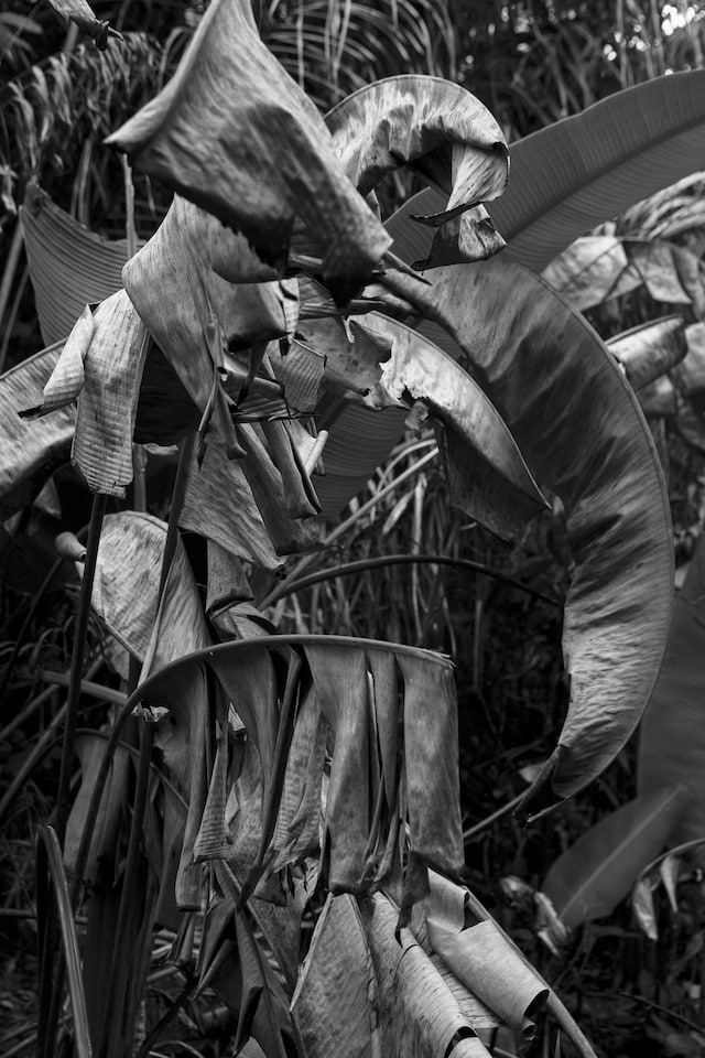 Viviane Sassen, Warrior (2013) 13