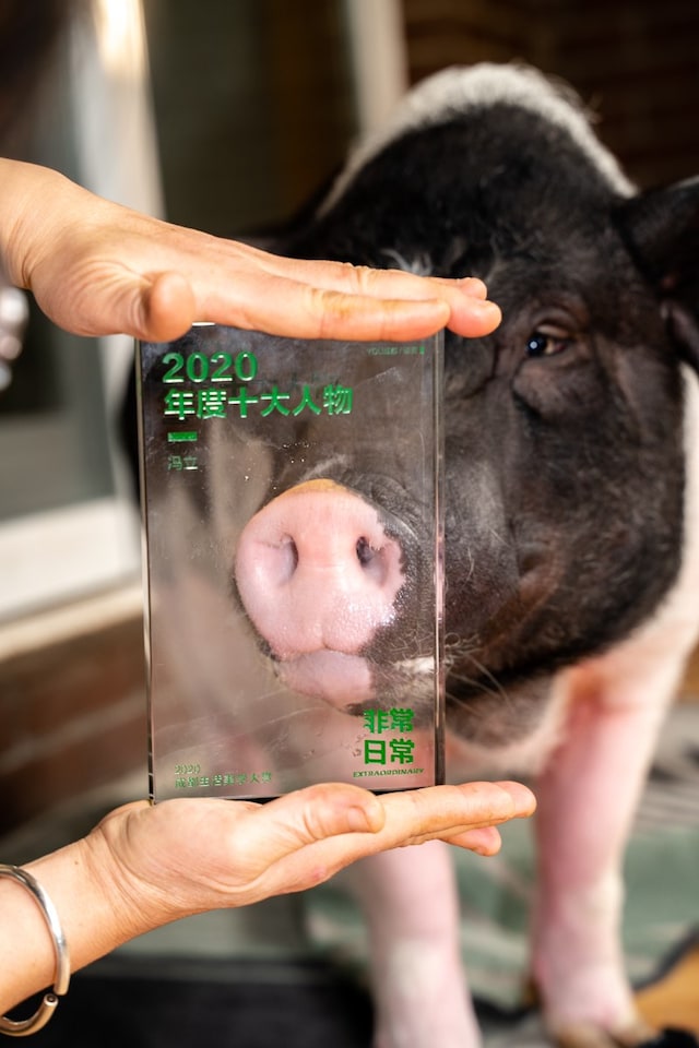 1 Pig Feng Li Note Note éditions 1