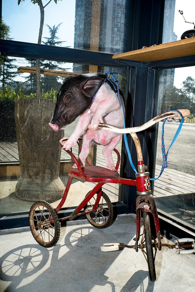 9_PIG_FengLi_NoteNoteÉditions 7