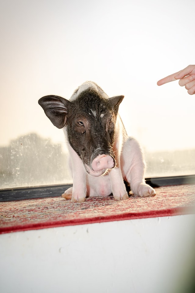 12_PIG_FengLi_NoteNoteÉditions 11