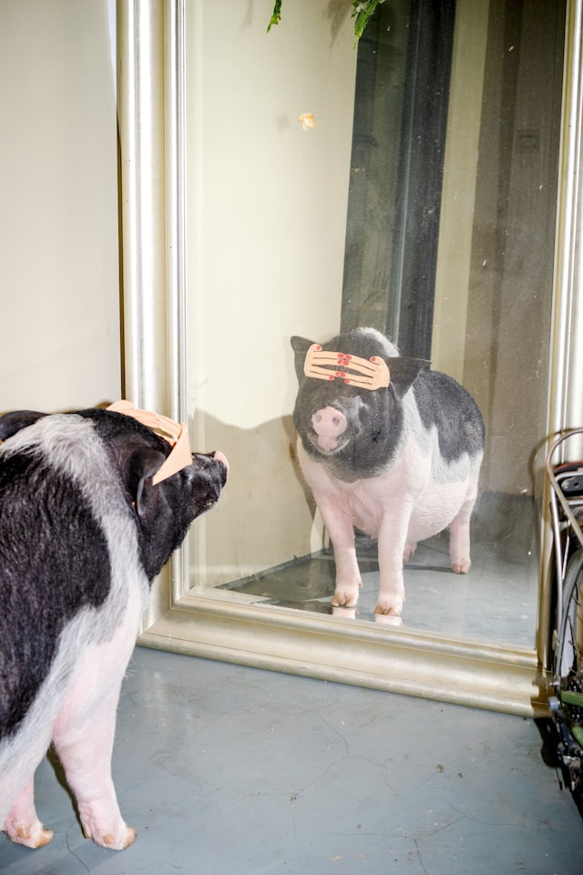 13_PIG_FengLi_NoteNoteÉditions 12