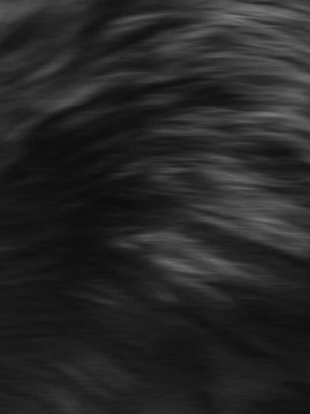 Nika Sandler, My Nonhuman Friends 8
