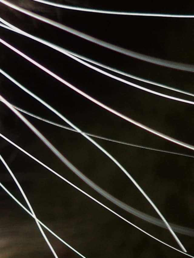 Nika Sandler, My Nonhuman Friends 9