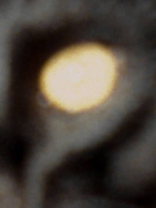 Nika Sandler, My Nonhuman Friends 12