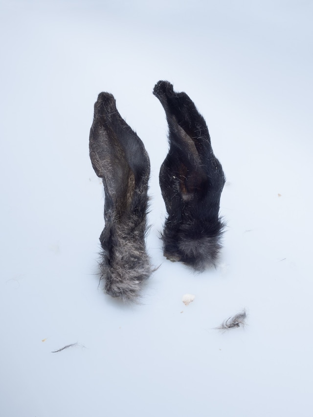 Nika Sandler, My Nonhuman Friends 14
