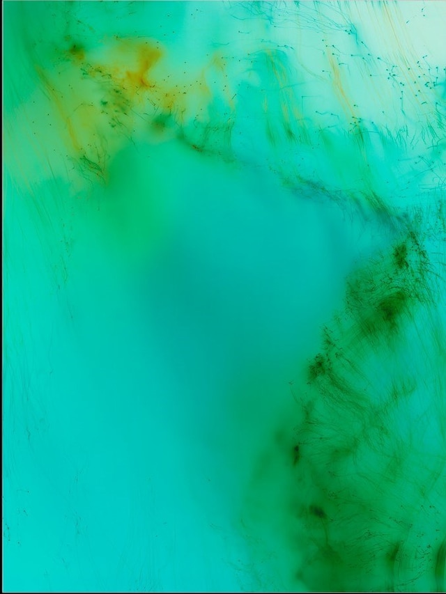 Wolfgang Tillmans, Freischwimmer (2009) 19
