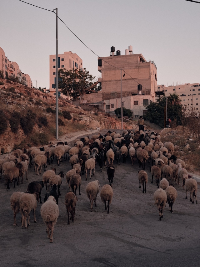 Greg Holland, Resistance: Art for a Free Palestine (2024) 8