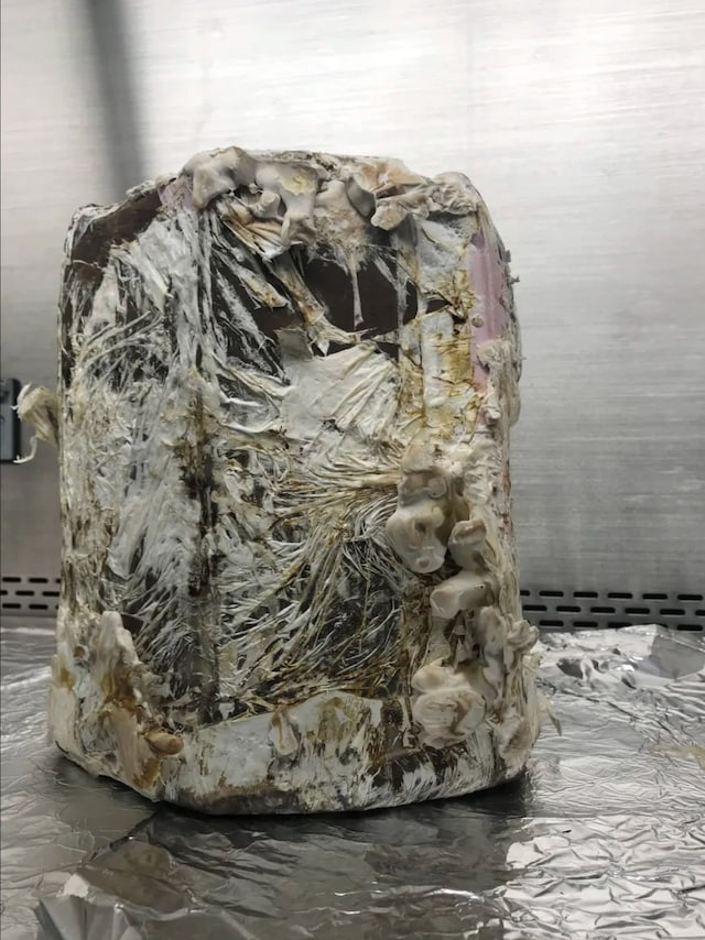 A stool constructed out of mycelia after two weeks of growth 5