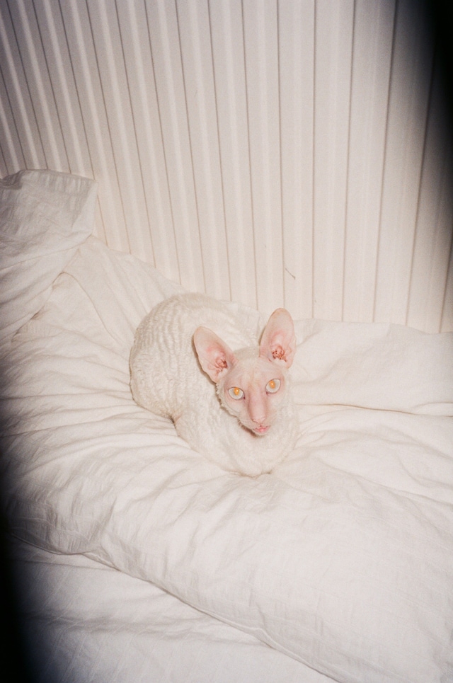 Roxy Lee, Dolly Mixture 9