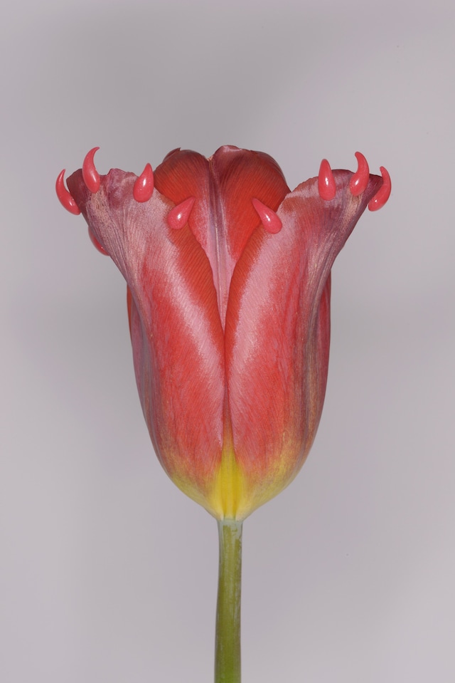 Konomad Journal’s Forest of Dreams and Sleep 13