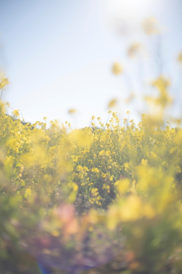Rinko Kawauchi, 'Untitled', (2025) 9