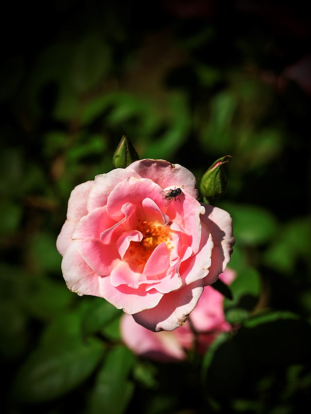 Kyotographie 2026, photography exhibition, Japan 6