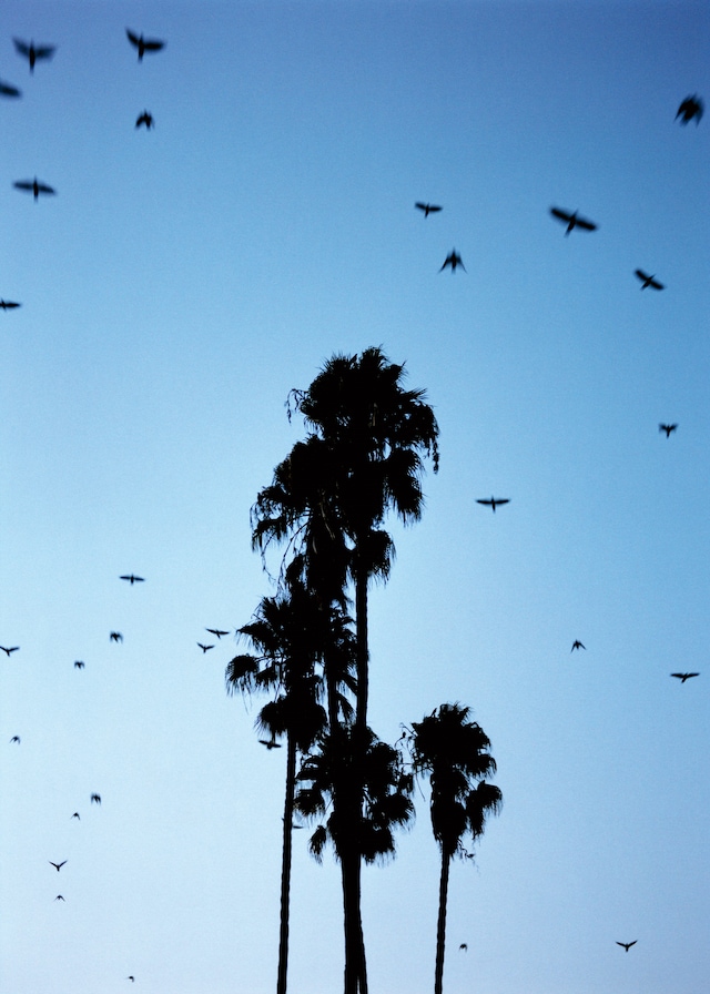 Abdulhamid Kircher and Sierra Kiss, New Genesis 11