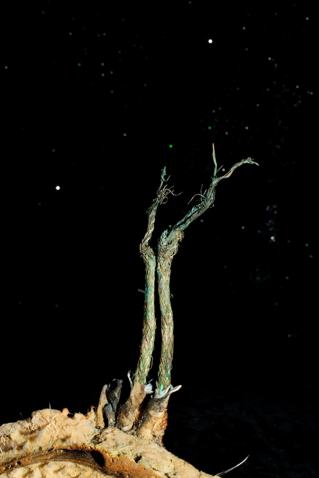 Space Junk, Pilot Issue 12