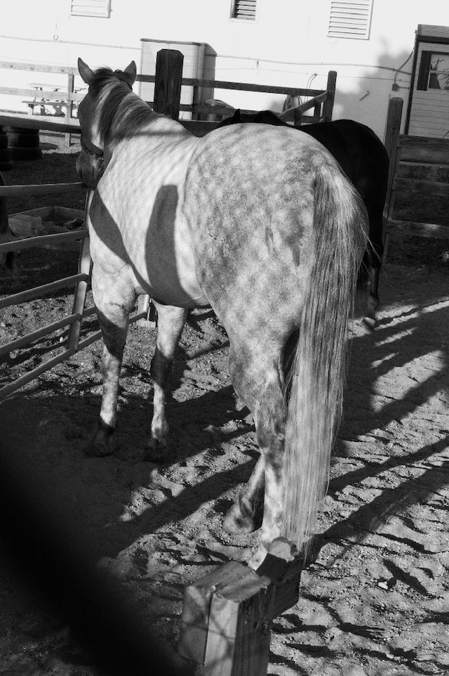Horses, Spain 2010 5