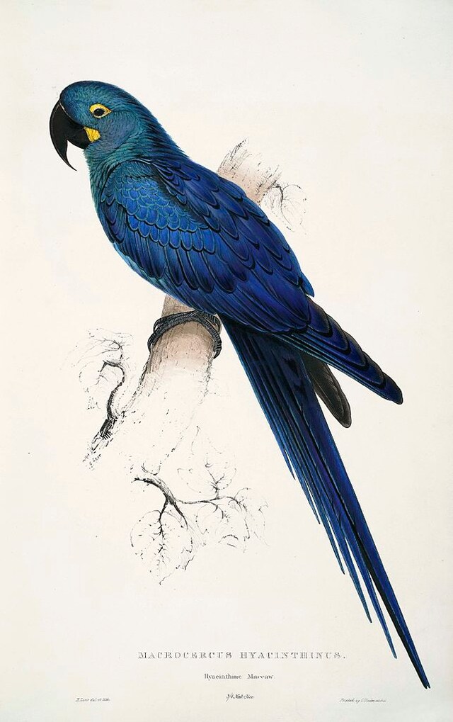 Painting by Edward Lear of a Lear's Macaw which he 3