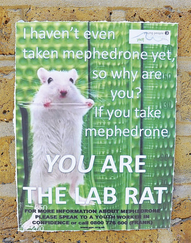 lab-rat-on-mephedrone