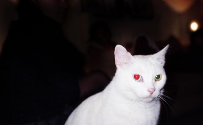 Tine Bek Showcase 13