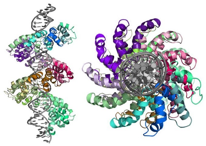 3D rendering of TALEN protein bound to DNA templat