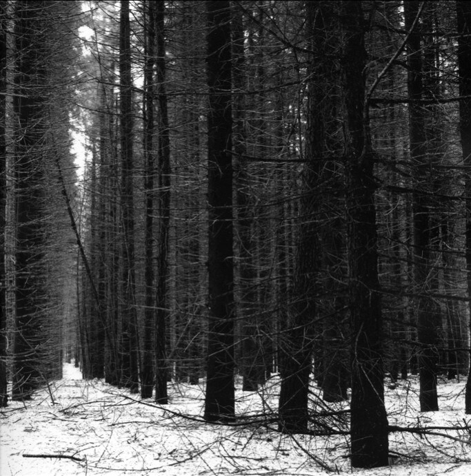 Centennial fir-wood 2