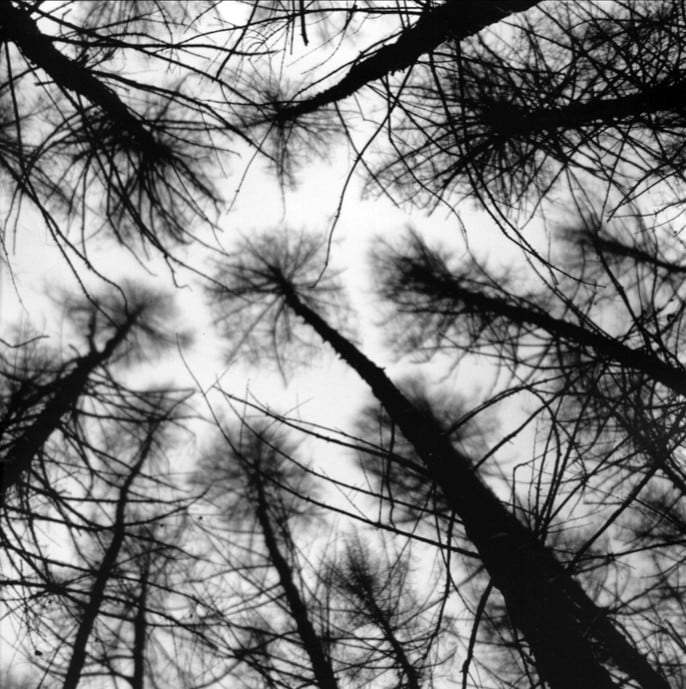 At night under the larches 3