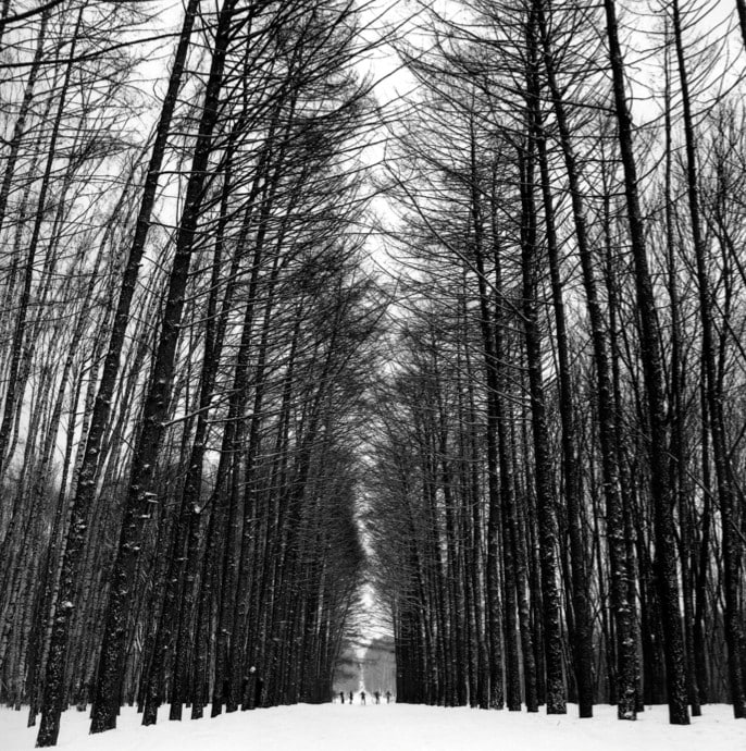 Skiers on the larch alley in the park 11