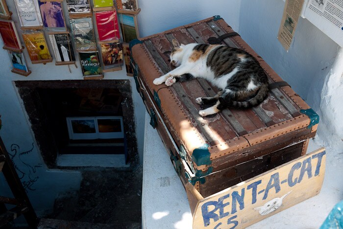 Atlantis Books's cat. Image courtesy of Ioanna Mav 8