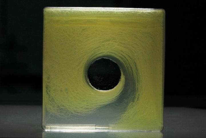 simon-park-bacterial-singularity 16
