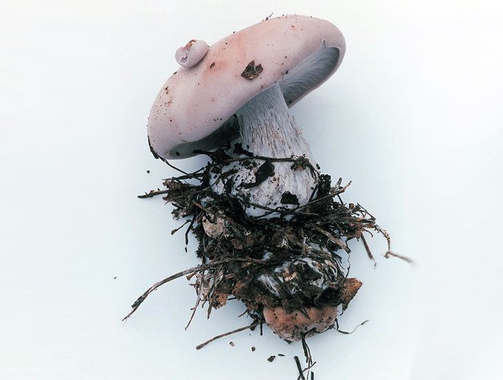 Takashi Homma From Mushrooms From The Forest