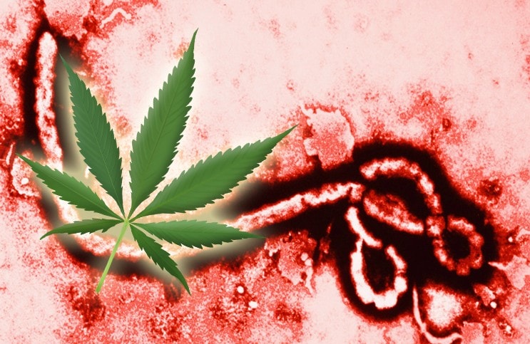 Weed Growth Fund buys Ebola.com domain