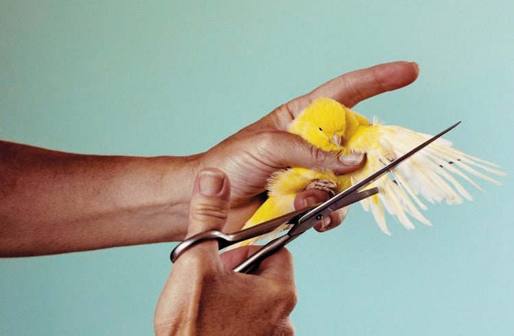 Cattelan &amp; Ferrari 10