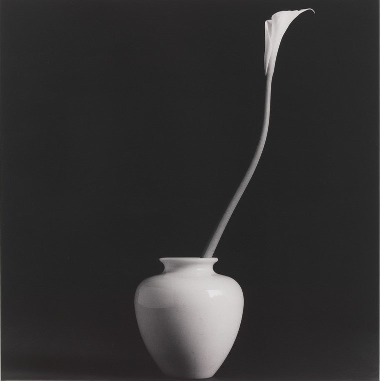 Robert Mapplethorpe, Calla Lily (1985) 18