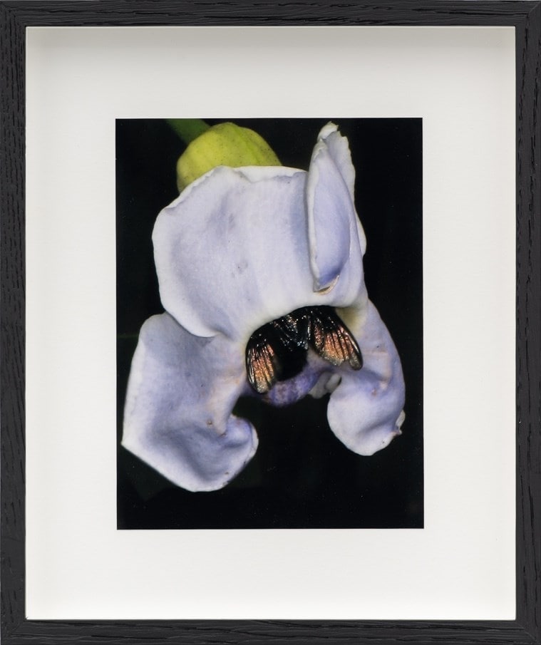 L HW0047 Clockvine (cropped) 10