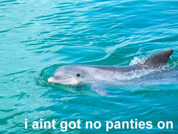 dolphin panties