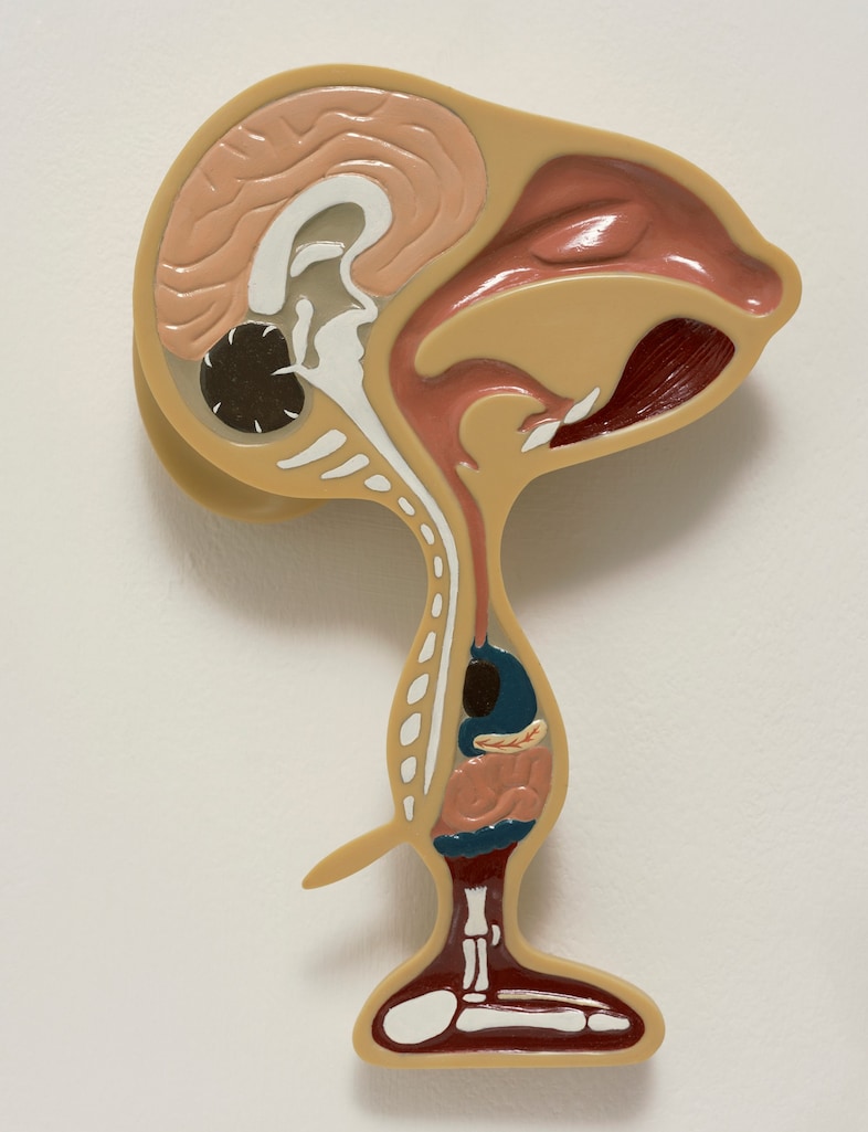 David Musgrave, Animal, 1997, Courtesy greengrassi