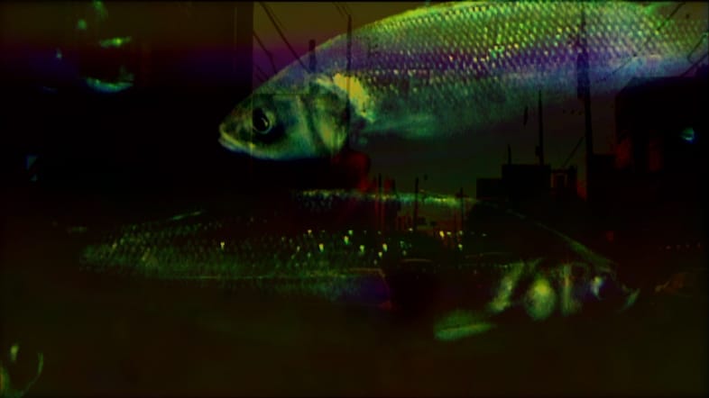 fish2
