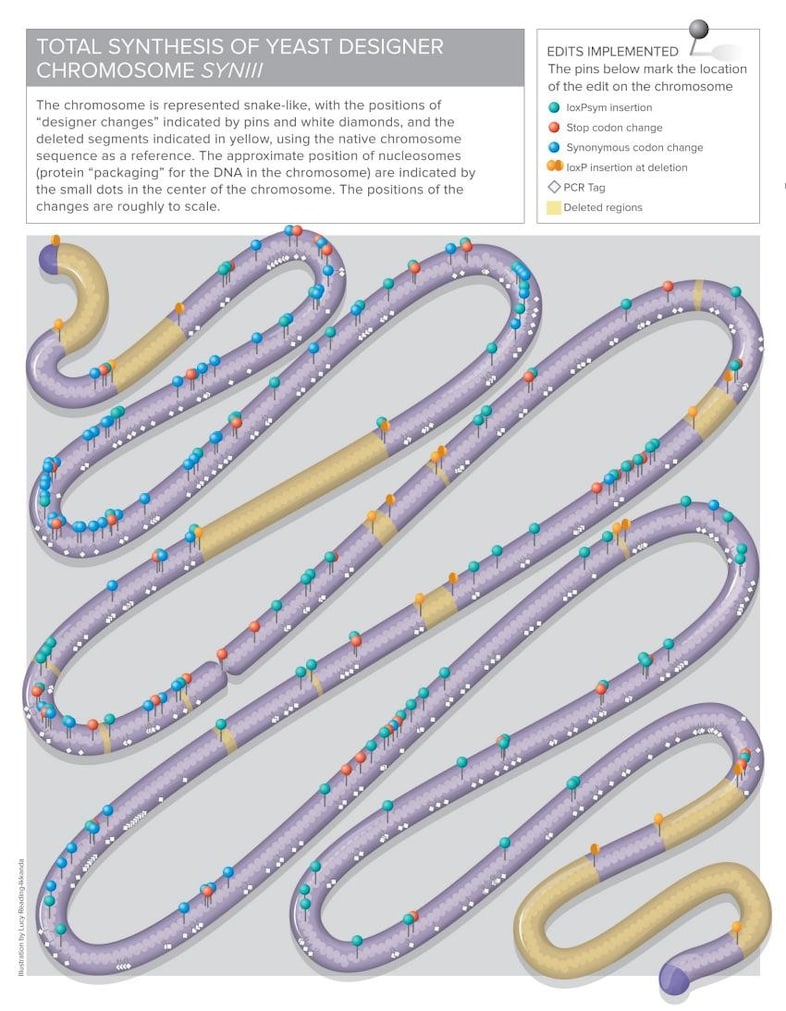 1) The SYNIII chromosome, forged in the finest yea