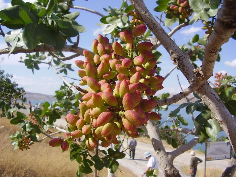 4) A Turkish pistachio tree (credit to Emel Yamant