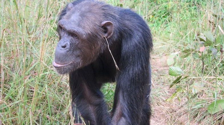 A chimp with its latest accessory