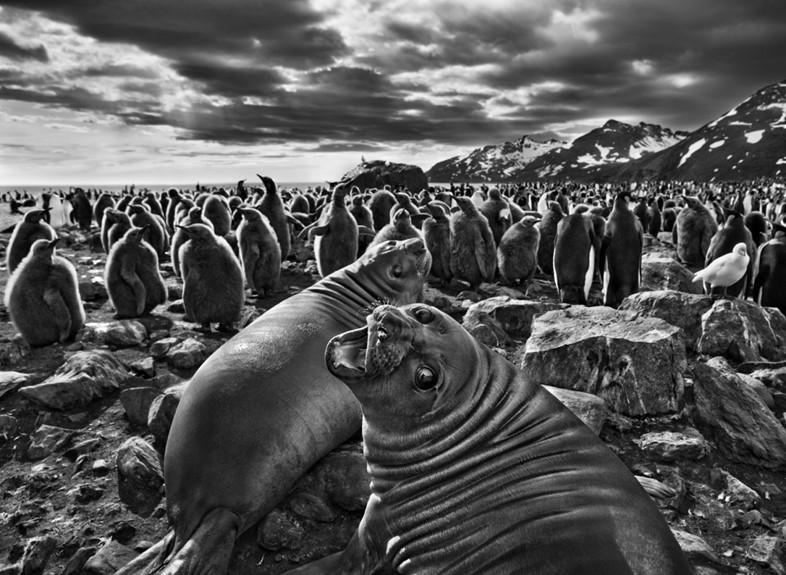 13. Sea Lions, South Georgia Island, 2009