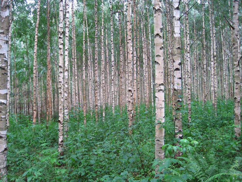 Birch_trees_in_Finland
