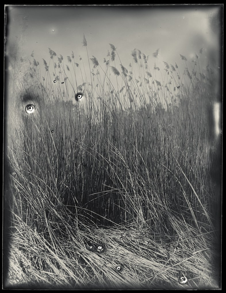 Grasses Brian Gaberman 6