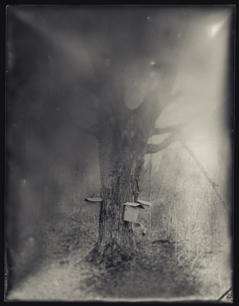 Maple Tree Brian Gaberman 7