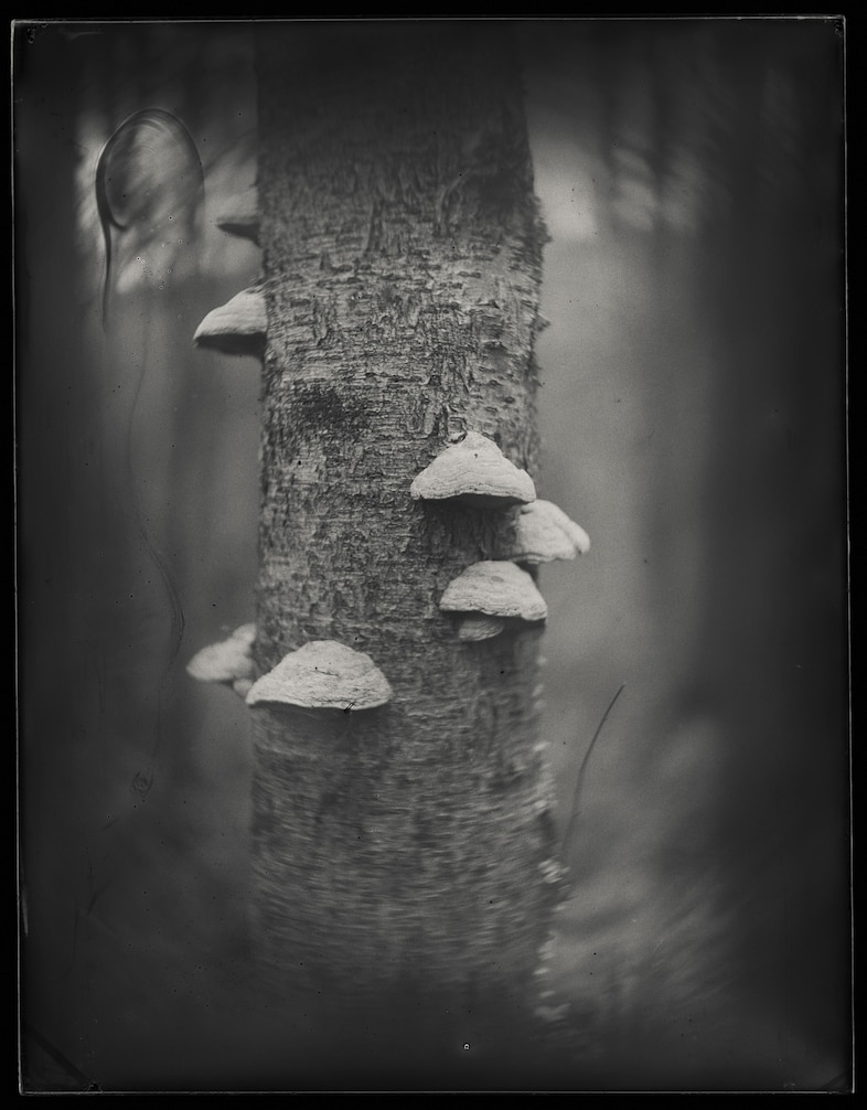 Mushrooms Brian Gaberman 9