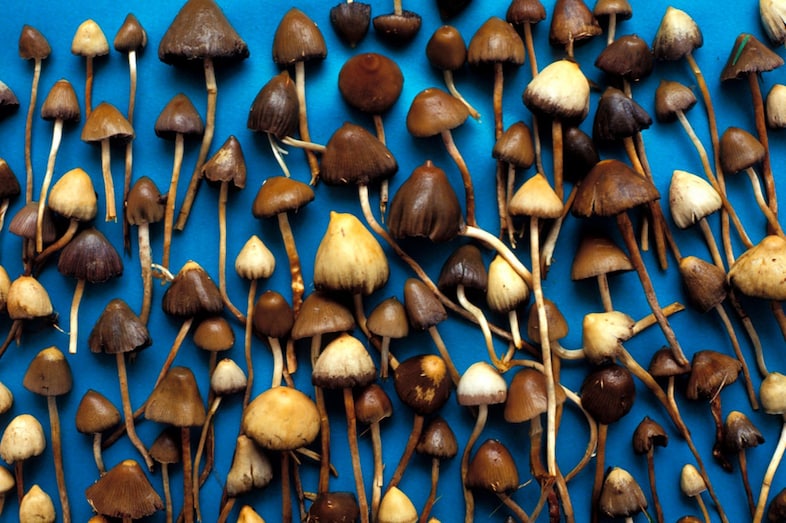 Mexican magic mushrooms