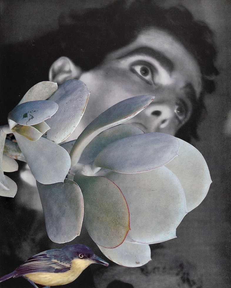 Linder Sterling, Corner House Publishing, Dazed 8